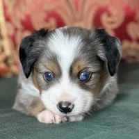 Snickers, a male Toy Australian Shepherd for sale in Honolulu, HI – Photo 7 of 8
