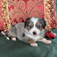 Snickers, a male Toy Australian Shepherd for sale in Honolulu, HI – Photo 4 of 8