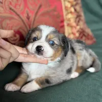 Snickers, a male Toy Australian Shepherd for sale in Honolulu, HI – Photo 2 of 8