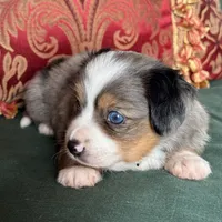 Snickers, a male Toy Australian Shepherd for sale in Honolulu, HI – Photo 3 of 8