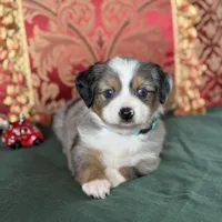 Snickers, a male Toy Australian Shepherd for sale in Honolulu, HI – Photo 5 of 8