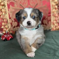 Snickers, a male Toy Australian Shepherd for sale in Honolulu, HI – Photo 1 of 8
