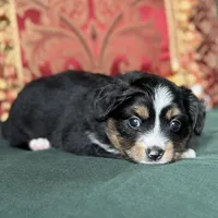 Sugarplum, a female Toy Australian Shepherd for sale in Honolulu, HI – Photo 2 of 6