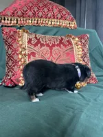 Sugarplum, a female Toy Australian Shepherd for sale in Honolulu, HI – Photo 5 of 6