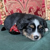 Sugarplum, a female Toy Australian Shepherd for sale in Honolulu, HI – Photo 1 of 6