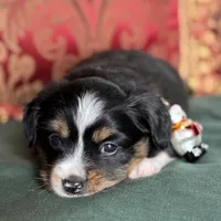 Sugarplum, a female Toy Australian Shepherd for sale in Honolulu, HI – Photo 4 of 6