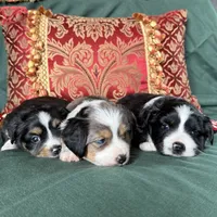 Sugarplum, a female Toy Australian Shepherd for sale in Honolulu, HI – Photo 6 of 6