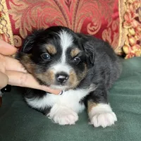 Sugarplum, a female Toy Australian Shepherd for sale in Honolulu, HI – Photo 3 of 6