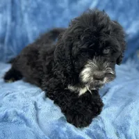 Kanani, a female Portuguese Water Dog for sale in Honolulu, HI – 3 of 3