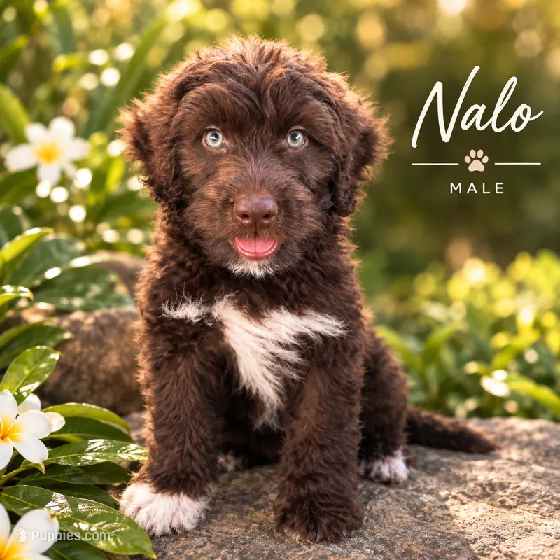 AKC Nalo – Portuguese Water Dog puppy for sale in Honolulu, HI