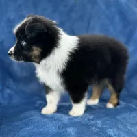 Milu, a male Toy Australian Shepherd for sale in Honolulu, HI – 3 of 4