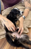 Tessa, a female Toy Australian Shepherd for sale in Honolulu, HI – 3 of 6