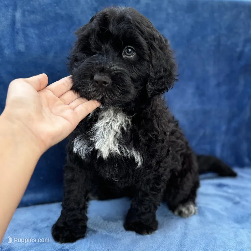 Kai – Portuguese Water Dog puppy for sale in Honolulu, HI