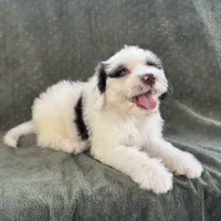 Nilla, a female Portuguese Water Dog for sale in Honolulu, HI – 2 of 4