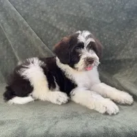 AKC Nixon, a male Portuguese Water Dog for sale in Honolulu, HI – 6 of 7