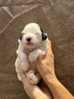 Finnegan  , a male Portuguese Water Dog for sale in Honolulu, HI – 3 of 3