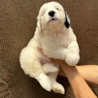 Snoopy, a male Portuguese Water Dog for sale in Honolulu, HI – 4 of 4