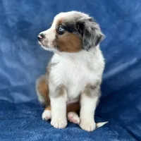 Makani, a male Toy Australian Shepherd for sale in Honolulu, HI – 4 of 5