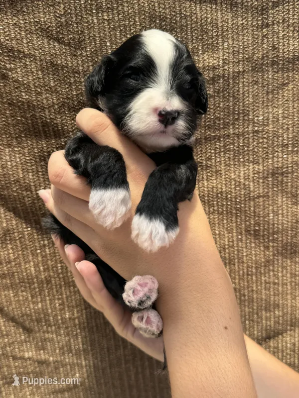 Manta – Portuguese Water Dog puppy for sale in Honolulu, HI
