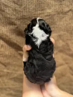 Manta, a male Portuguese Water Dog for sale in Honolulu, HI – 2 of 2