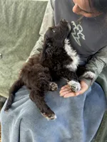 Nakoa, a male Portuguese Water Dog for sale in Honolulu, HI – 3 of 4