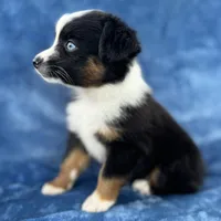 Neha Guardian home, a female Toy Australian Shepherd for sale in Honolulu, HI – 3 of 5
