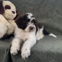 AKC Nixon, a male Portuguese Water Dog for sale in Honolulu, HI – 5 of 7