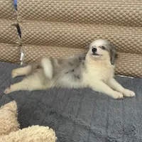 Legolas, a male Toy Australian Shepherd and Miniature Bernedoodle for sale in Honolulu, HI – 3 of 8