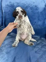 Kalia, a female Portuguese Water Dog for sale in Honolulu, HI – 3 of 3
