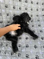 Kai, a male Portuguese Water Dog for sale in Honolulu, HI – 5 of 5