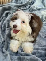 Nugget Blu Eye Brown Tri Color, a male Toy Australian Shepherd and Miniature Aussiedoodle for sale in Honolulu, HI – Photo 5 of 8