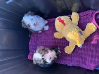 Nugget Blu Eye Brown Tri Color, a male Toy Australian Shepherd and Miniature Aussiedoodle for sale in Honolulu, HI – Photo 4 of 8