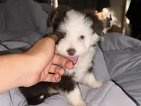 Nugget Blu Eye Brown Tri Color, a male Toy Australian Shepherd and Miniature Aussiedoodle for sale in Honolulu, HI – Photo 3 of 8