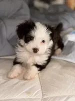 Nugget Blu Eye Brown Tri Color, a male Toy Australian Shepherd and Miniature Aussiedoodle for sale in Honolulu, HI – Photo 2 of 8