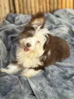 Nugget Blu Eye Brown Tri Color, a male Toy Australian Shepherd and Miniature Aussiedoodle for sale in Honolulu, HI – Photo 6 of 8