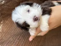 Nugget Blu Eye Brown Tri Color, a male Toy Australian Shepherd and Miniature Aussiedoodle for sale in Honolulu, HI – Photo 7 of 8