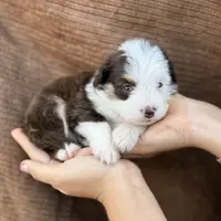 Nugget Blu Eye Brown Tri Color, a male Toy Australian Shepherd and Miniature Aussiedoodle for sale in Honolulu, HI – Photo 1 of 8