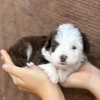 Nugget Blu Eye Brown Tri Color, a male Toy Australian Shepherd and Miniature Aussiedoodle for sale in Honolulu, HI – Photo 8 of 8