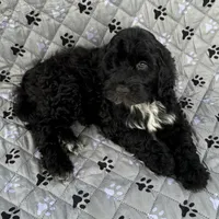 Kai, a male Portuguese Water Dog for sale in Honolulu, HI – 2 of 5