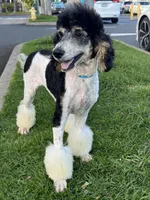 Precious , a female Poodle - Standard  for sale in Honolulu, HI – 2 of 4
