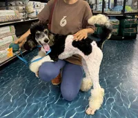 Precious , a female Poodle - Standard  for sale in Honolulu, HI – 4 of 4