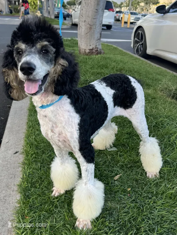 Precious  – Poodle - Standard  puppy for sale in Honolulu, HI