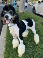 Precious , a female Poodle - Standard  for sale in Honolulu, HI – 1 of 4