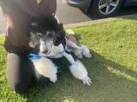 Precious , a female Poodle - Standard  for sale in Honolulu, HI – 3 of 4