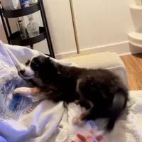 Tessa, a female Toy Australian Shepherd for sale in Honolulu, HI – 5 of 6