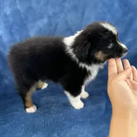 Milu, a male Toy Australian Shepherd for sale in Honolulu, HI – 4 of 4