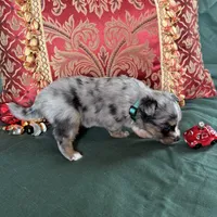 Waffle, a male Toy Australian Shepherd for sale in Honolulu, HI – Photo 4 of 5