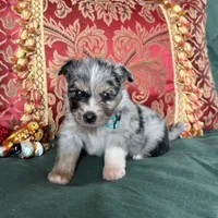 Waffle, a male Toy Australian Shepherd for sale in Honolulu, HI – Photo 3 of 5