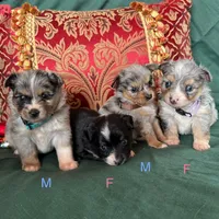 Waffle, a male Toy Australian Shepherd for sale in Honolulu, HI – Photo 5 of 5