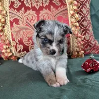 Waffle, a male Toy Australian Shepherd for sale in Honolulu, HI – Photo 1 of 5